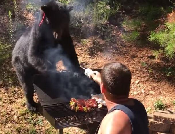 Bbq bear 2025